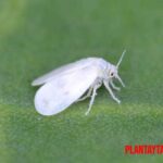 Como detectar y como eliminar la mosca blanca de nuestros cultivos con remedios caseros