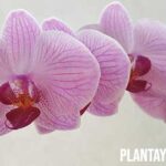 ¿Es bueno tener orquídeas en casa? Ventajas conocidas