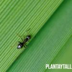 Como eliminar hormigas en las plantas de forma natural