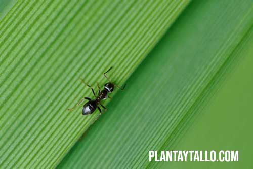 hormigas en las plantas