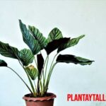 Mis plantas no crecen indoor, recomendaciones para que crezcan en interior