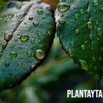 ¿Qué es y para que sirve la clorofila en las plantas? Explicación sencilla