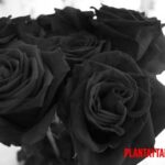 ¿Existen las rosas negras naturales? Conoce la variedad Halfeti