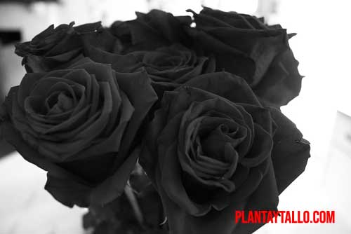 rosas negras naturales