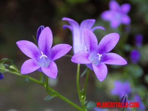 violeta flor