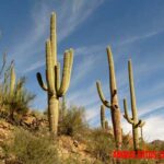 Todo sobre el cactus saguaro o carnegiea gigantea, el gigante mexicano