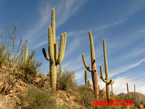 datos del cactus saguaro