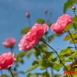 Como cuidar un jardín de rosas, lista de cuidados básicos