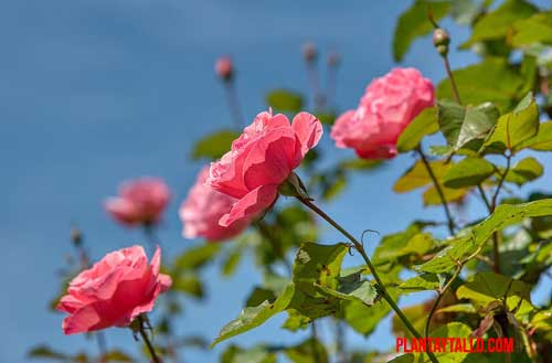 Aprende a como cuidar un jardín de rosas