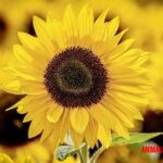5 flores amarillas ideales para alegrar cualquier espacio