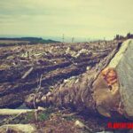 Clasificación de los distintos tipos de deforestación, de acuerdo a su origen