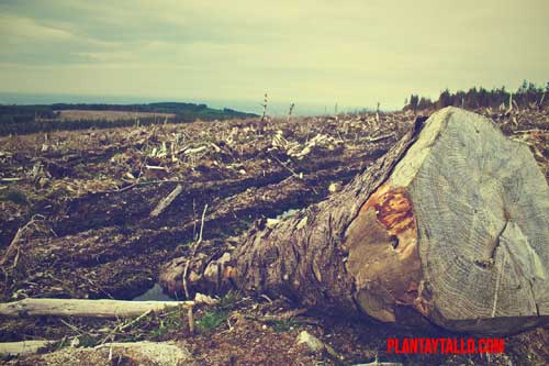 tipos de deforestación