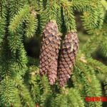 Picea o abeto rojo: características, clima y cuidados