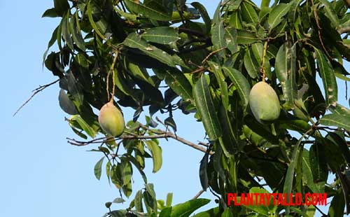 Por qué un árbol de mango no da frutos