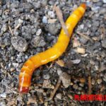 El gusano de alambre en maíz: que es y como combatirlo