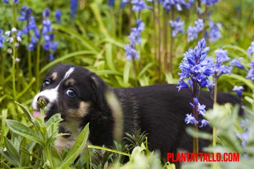 plantas que causan alergia a los perros