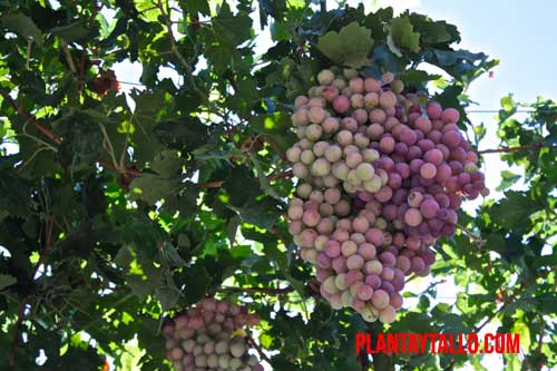 como sembrar uva paso a paso