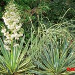 Yucca gloriosa, características y usos más comunes