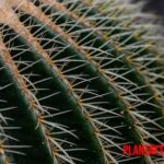 Cactus de barril: características y datos de una hermosa planta del desierto