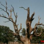 Como prevenir la inclinación y caída de árboles viejos