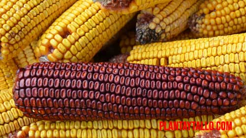 maiz orgánico vs maiz convencional