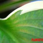 Factores que afectan la fotosíntesis y por tanto el equilibrio ambiental