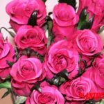 30 frases para ramos de rosas, para tener un mejor efecto al mandarlas