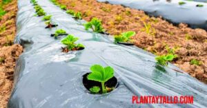acolchado plastico para plantas