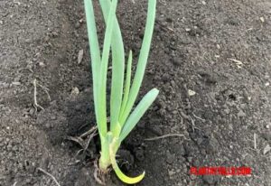 como plantar cebolla