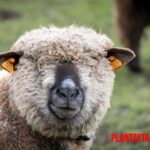 El uso del estiércol de oveja en la agricultura: propiedades, ventajas y usos