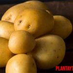 ¿Qué son las patatas ágata? Características y usos