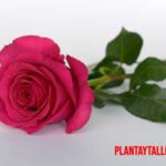 Los 10 tipos de flores más populares, las más recomendadas