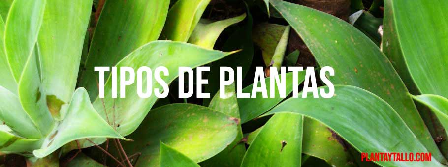 planta y tallo Tipos de plantas banner