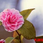 Camellia japonica o rosa de invierno: características y cuidados