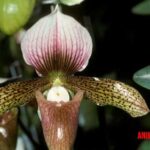 Paphiopedilum rothschildianum u Orquídea Oro de Kinabalu, la más cara del mundo