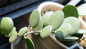 planta y tallo Como cuidar mi suculenta en invierno