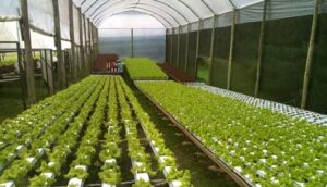 planta y tallo hidroponia que es