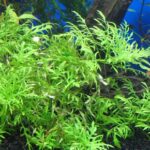 Plantas acuáticas de rápido crecimiento: ¿cuáles son y cómo mantenerlas a raya?