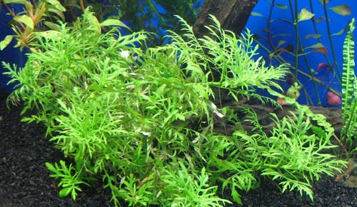 plantas acuaticas de rápido crecimiento