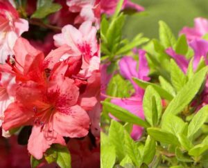 planta y tallo Ventajas de elegir una azalea