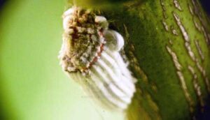 planta y tallo cochinilla algodonosa