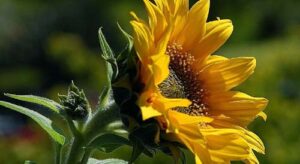 planta y tallo partes de un girasol