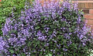 planta y tallo planta mona lisa